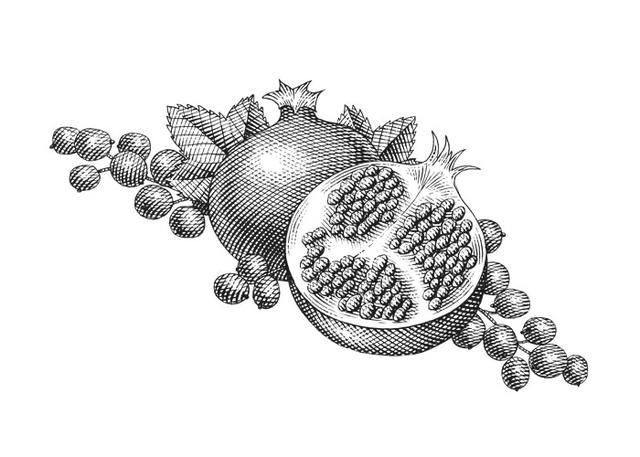 pomegranate drawing by steven noble